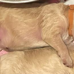 Girl 2 - Cream female Goldendoodle puppy in Gig Harbor, Washington from Sandy’s Goldendoodles