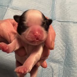 Piper -pink collar - Black and white female Shih Tzu puppy in Mays Landing, New Jersey from Fancy Paws Shorkies & Shih Tzus