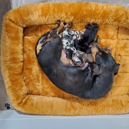 Dachshund Puppies from Newbern's Nuggets