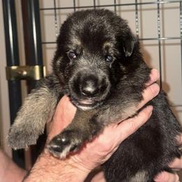 Junie - Black and tan female German Shepherd puppy in Mahopac, New York from Patmar German Shepherds