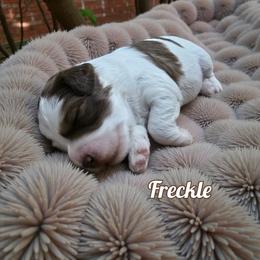 Freckle - Brown and white male Aussiedoodle puppy in Lebanon, Oregon from Abbott Family Farm