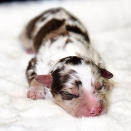 Charlotte - Red merle female Miniature Australian Shepherd puppy in Mc Alester, Oklahoma from Angel's Aussies
