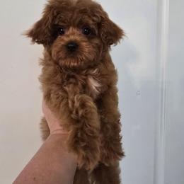 Micro boy Cuddles - Red male Cavapoo puppy in Washington from Mt.BakerPoodles&Doodles