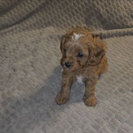 Lilly - Red female Cavapoo puppy in Dewey, Oklahoma from Lebel Cavapoos