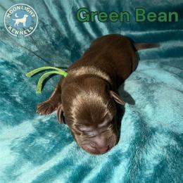 Green Bean - Chocolate male Labrador Retriever puppy in Elloree, South Carolina from Moonlight Kennels LLC