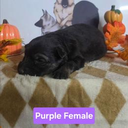 Purple Collar - Black and silver female German Shepherd puppy in Cadet, Missouri from Working Valley Shepherds