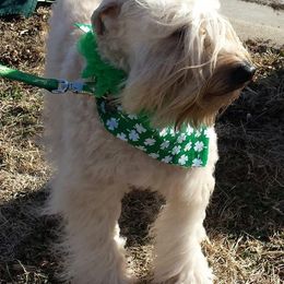 Soft Coated Wheaten Terriers from Blue Moon Wheatens