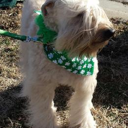 Soft Coated Wheaten Terriers from Blue Moon Wheatens