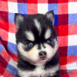 Concord - Black and white male Pomsky puppy in Sheffield, Iowa from Clover Ridge Pomskies