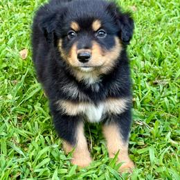 Zephyr - Black tri male Miniature Australian Shepherd puppy in Patterson, North Carolina from DreamLine Aussies