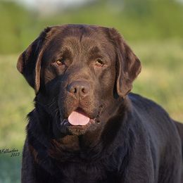 BB - Labrador Retriever