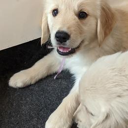 Golden Retriever Puppies from Sandy's Golden Pups