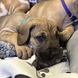 Gaia - Fawn female Great Dane puppy in Aldie, Virginia from High Point Mountain Danes