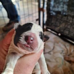 Boy 1 - Blue male Australian Cattle Dog puppy in Buffalo Valley, Tennessee from Buffalo Valley Breeders