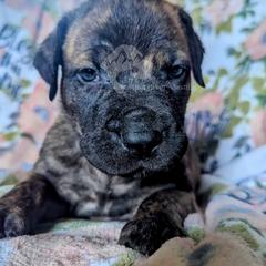 Molosser (Bully x) Puppies from Riot River Mastiffs