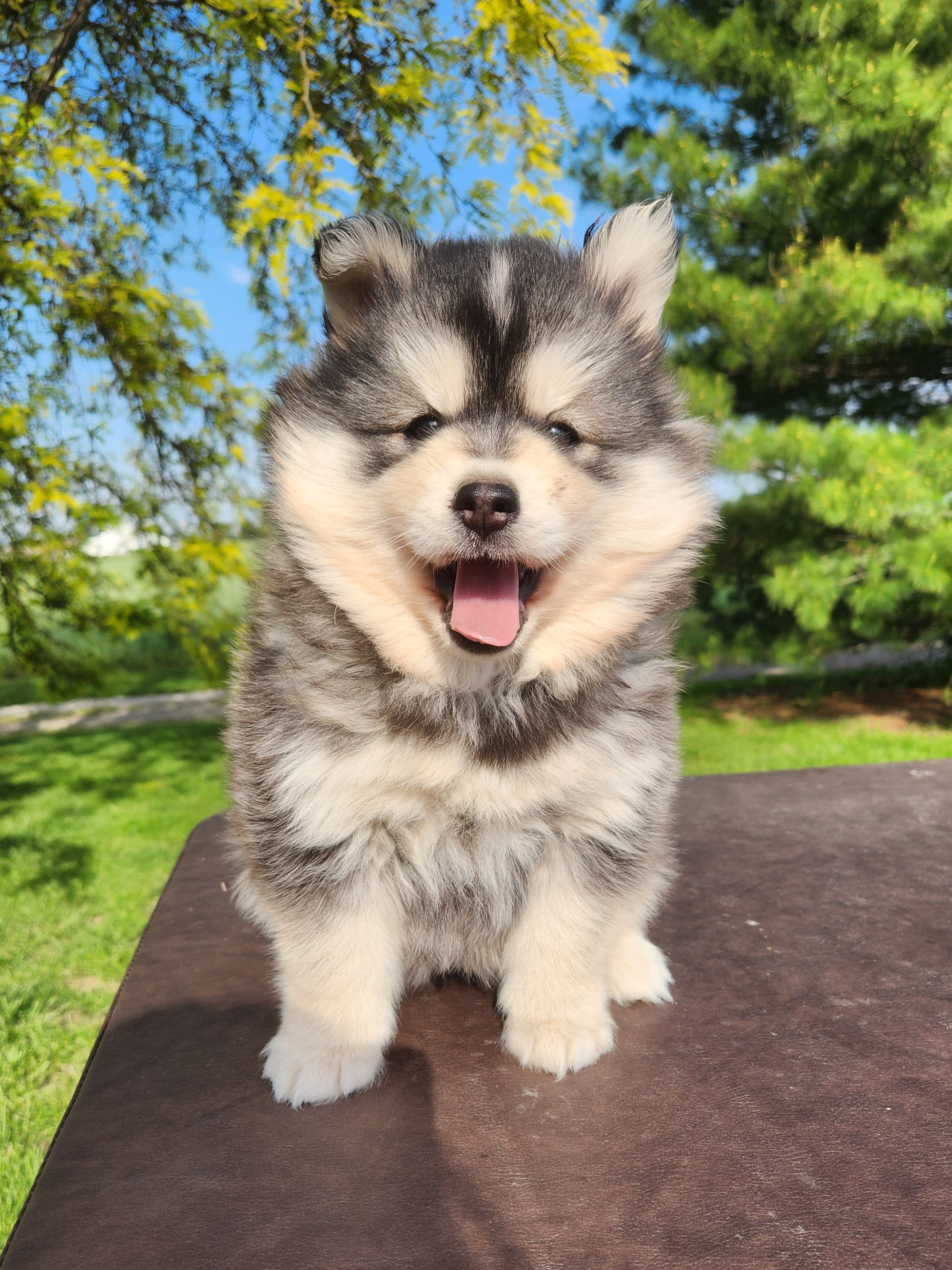 Bernedoodle, Cavapoo, and Pomsky Puppies from Hatz Off Puppies