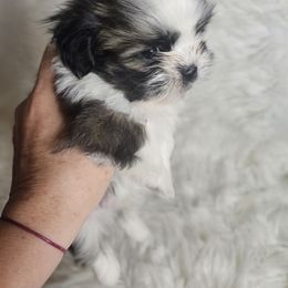 Tucker - Brindle and white male Shih Tzu puppy in Lone Tree, Iowa from Prairie Creek Puppies