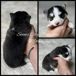 Mother - Black and white female Pomsky puppy in Rossville, Georgia from Scenic City Pomskies