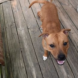 Outlaw - Red and white male Staffordshire Bull Terrier puppy in Alabama from JetStaff Kennels