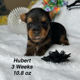 Hubert - Black and tan male Yorkshire Terrier puppy in Ashland, Kentucky from Yorkie Paw