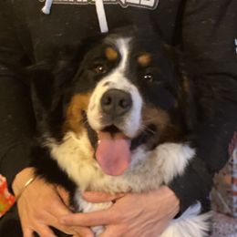 Bernedoodles and Bernese Mountain Dogs from Mountain Top Bernedoodles