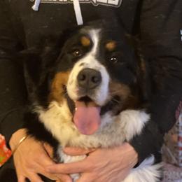Bernedoodles and Bernese Mountain Dogs from Mountain Top Bernedoodles
