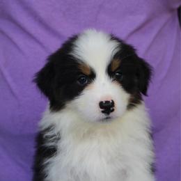 Jason - Black tri-color male Australian Shepherd puppy in Hammond, Louisiana from Gold Ring Australian Shepherds
