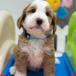 Bear - Blue boy - Brown and white male Bernedoodle puppy in Yuciapa, California from AlltheDoodlez_