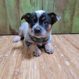 Briana, Yellow Collar - Blue speckled female Australian Cattle Dog puppy in Riverton, Utah from Rundown Ranch Cattle Dogs