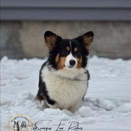 Annie - Pembroke Welsh Corgi