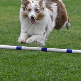 Australian Shepherds from CTC Aussies