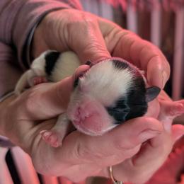 Bandit - Black and white male Shih Tzu puppy in Lostant, Illinois from Bella's Babies