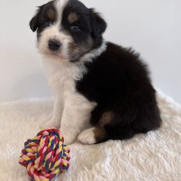 "opal" Australian Shepherd Puppies from Aussie Hill Farm