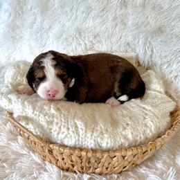 Tucker - Sable male Bernedoodle puppy in Bremen, Indiana from Farmland Doodles