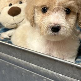 Athena - Parti female Goldendoodle puppy in Milton, Florida from Sutton Place Doodles