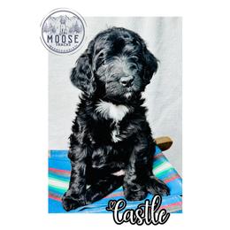 Castle - Black female Bernedoodle puppy in Belleville, Michigan from Moose Tracks Bernedoodles
