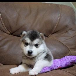 Alaskan Malamute Puppies from New River Valley Malamutes