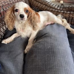 Peaches - Cavalier King Charles Spaniel