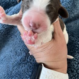 Pink collar - Chocolate female Labradoodle puppy in Manor, Texas from The Lovadoodles of Texas