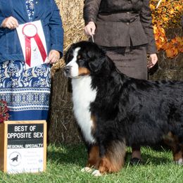 Bernese Mountain Dogs from Carma Que’s Bernese Mountain Dogs