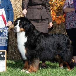 Bernese Mountain Dogs from Carma Que’s Bernese Mountain Dogs