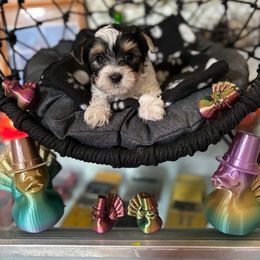 Black collar male - Parti male Yorkshire Terrier puppy in Cocoa, Florida from SummerTime AKC Yorkies