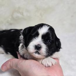 Clinton - Black and white male Shih Tzu puppy in Mountain Grove, Missouri from Precious Puppies