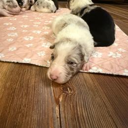 Bailey girl - Lilac merle female Border Collie puppy in Fairview, Tennessee from Hoffman Forest Acres LLC