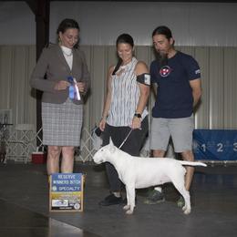 Astrid - Bull Terrier