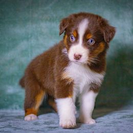 Latte - Red tri-color female Australian Shepherd puppy in Monroe, Georgia from Lovable Little Aussies