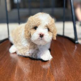 Twix - Apricot female Assorted Doodle Crosses puppy in Lyman, Wyoming from Backcountry Doodles
