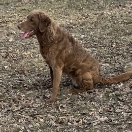 Callie - Chesapeake Bay Retriever