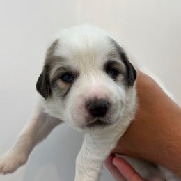 Girl 1 - female Great Pyrenees puppy in Northampton, Pennsylvania from Misty Valley Farm