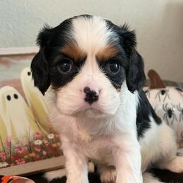 Luca - Tri-color male Cavalier King Charles Spaniel puppy in Kidder, South Dakota from Continental Cavaliers